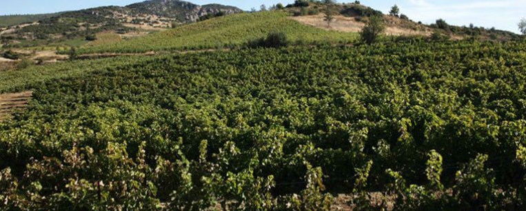 Στη Νεμέα το κρασί γιορτάζει όλο τον Αύγουστο