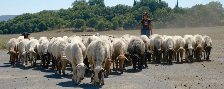 Αναγνώριση της μετακινούμενης κτηνοτροφίας από την UNESCO
